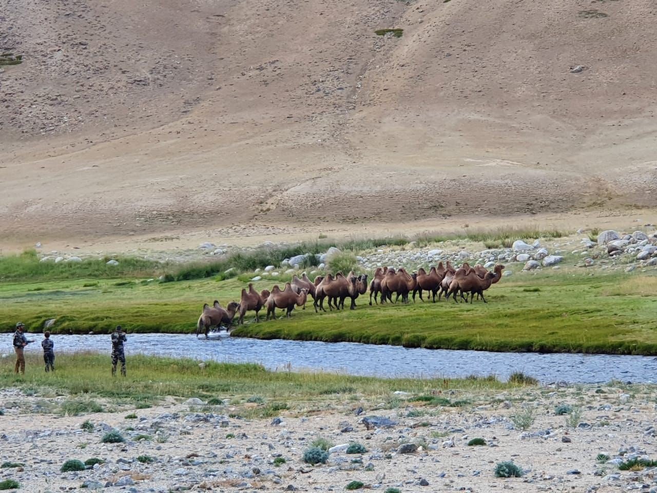 Camels crossing a river valley in western Mongolia