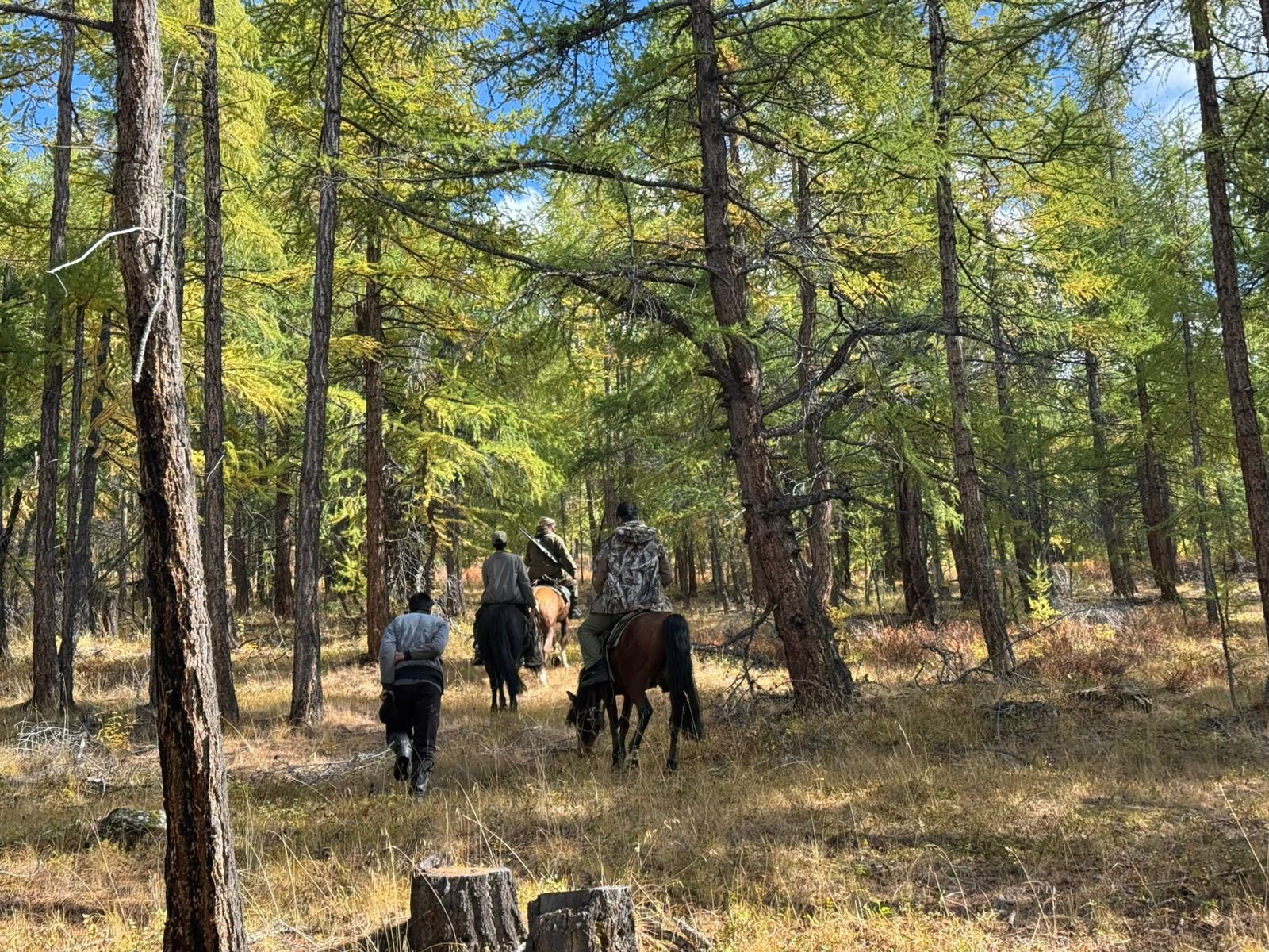 Riders on horseback in a larch forest
